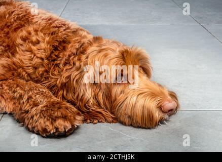 Grande cane sdraiato su piastrelle di marmo con la testa a terra, un po 'triste o preoccupato. Labradoodle femmina rosso / arancione super soffici. Foto Stock