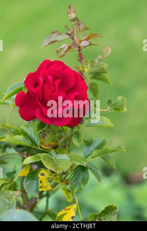 Primo piano di una rosa Floribunda rossa - rosa Frensham fioritura in un giardino inglese, Regno Unito Foto Stock