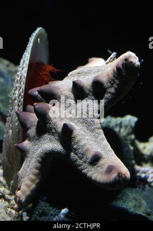 Protoreaster nodosus, comunemente noto come stella di mare con cornici o stella di mare con chip di cioccolato, che predica il capesante a fiamma rossa (Ctenoides) Foto Stock