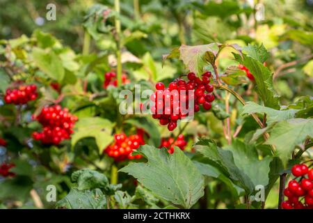 Il guelder è rosa con le bacche rosse luminose nel albero verde fresco Foto Stock