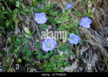 Mezzo Campanula con fiori blu violetto Foto Stock