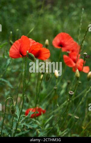 Papaver rhoeas in fiore Foto Stock