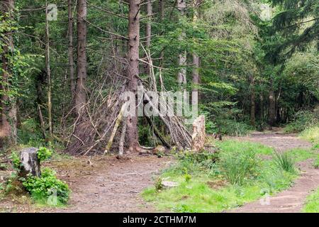 Clanger Woods un sito designato di interesse scientifico speciale (SSSI), vicino a Westbury, Wiltshire, Inghilterra, Regno Unito Foto Stock