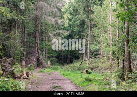 Clanger Woods un sito designato di interesse scientifico speciale (SSSI), vicino a Westbury, Wiltshire, Inghilterra, Regno Unito Foto Stock