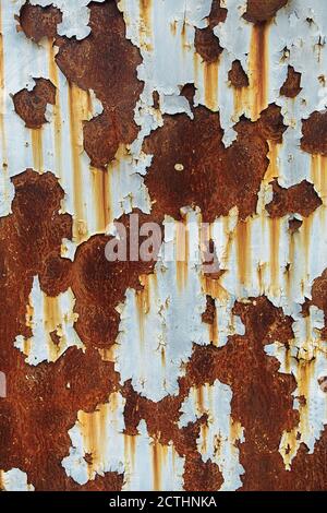 Fondo metallico corroso. Parete in metallo verniciato bianco arrugginito. Fondo metallico arrugginito con striature di ruggine. Macchie di ruggine. La superficie metallica arrugginita. Foto Stock