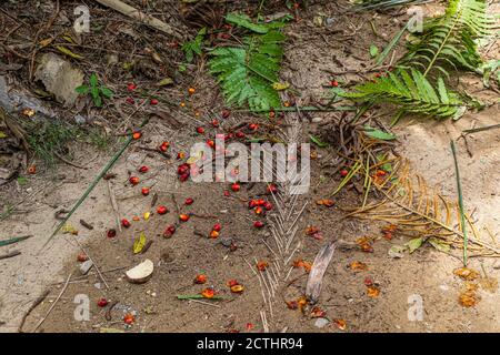 Noci di palma sciolte a terra, caduti da grappoli di frutta, da raccogliere da donne in una tenuta di palma oleose a Tenom, Sabah, Malesia Foto Stock