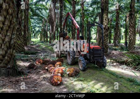 Tenom, Sabah, Malesia: Raccolta di grappoli di frutta fresca (FFB) con un trattore in una piantagione di olio di palma, dopo che sono stati tagliati dagli alberi Foto Stock