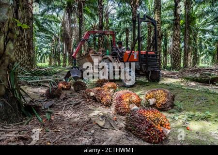 Tenom, Sabah, Malesia: Raccolta di grappoli di frutta fresca (FFB) con un trattore in una piantagione di olio di palma, dopo che sono stati tagliati dagli alberi Foto Stock