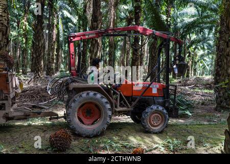 Tenom, Sabah, Malesia: Raccolta di grappoli di frutta fresca (FFB) con un trattore in una piantagione di olio di palma, dopo che sono stati tagliati dagli alberi Foto Stock