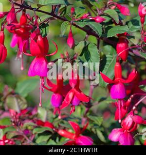 Fucsias rosso in fiore nel giardino Foto Stock