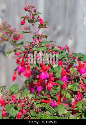 Fucsias rosso in fiore nel giardino Foto Stock