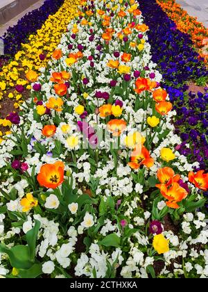 campo di fiori tulipani in città Foto Stock