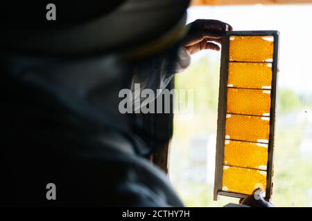 Vista posteriore dell'azienda apiarista e del controllo dell'alveare dell'ape del miele cornice con cellule riempite di miele Foto Stock