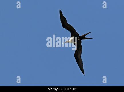 Lesser Frigatebird (Fregata ariel ariel) female in flight  Christmas Island, Australia      July Stock Photo