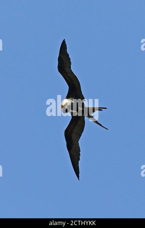 Frigatebird minore (Fregata ariel ariel) femmina in volo che predica l'isola di Natale, Australia Luglio Foto Stock