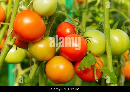 Mazzi di pomodori sui rami della serra Foto Stock