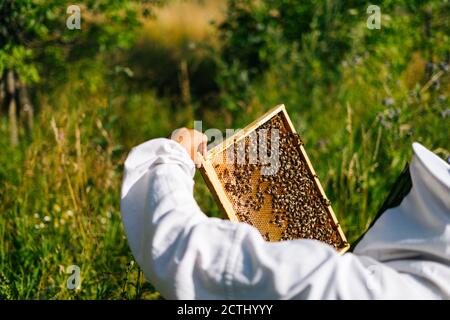 Apiarist che controlla il nido d'ape pieno di api sulla struttura di legno per controllare la situazione nella colonia di api. Foto Stock