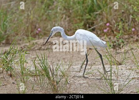 Little Egret (Egretta garzetta) vagante adulto che cammina in pista Christmas Island, Australia Luglio Foto Stock