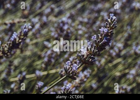 Fiori di lavanda in un campo Foto Stock
