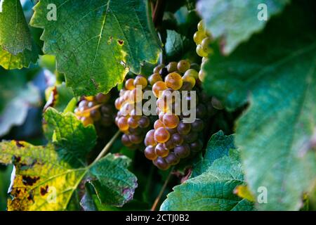 Primo piano di grappoli di uva per il txakoli basco maturazione nella vite al tramonto Foto Stock