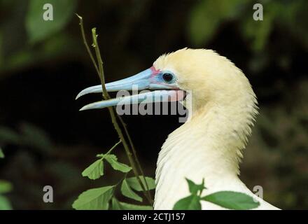 Red-footed Booby (Sula sula rubripes) close up of adult with  twig for nest material  Christmas Island, Australia      July Stock Photo