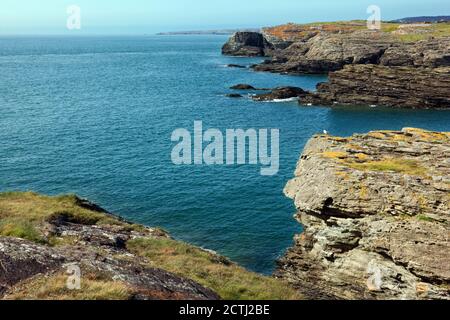 Penrhos Bay vicino Trearddur su Holy Island, Anglesey, Galles del Nord, è una piccola insenatura con spettacolari scogliere composte da roccia di Precambrian. Foto Stock