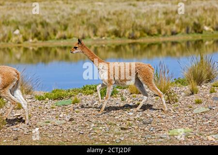 Vicuna, vicugna vicugna, Pampa Galeras riserva in Perù Foto Stock