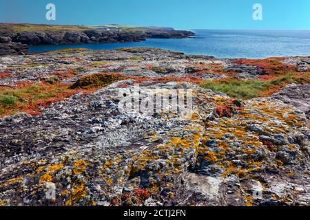 Penrhos Bay vicino Trearddur su Holy Island, Anglesey, Galles del Nord, è una piccola insenatura con spettacolari scogliere composte da roccia di Precambrian. Foto Stock