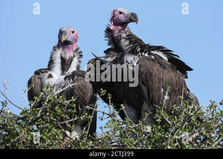 Coppia riproduttiva di avvoltoi a faccia di lappone (Torgos tracheliotos) in nido di cima all'albero della Riserva Nazionale di Masai Mara, Kenya Foto Stock