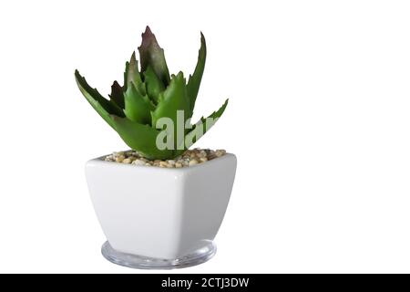 Pianta succulenta artificiale o pianta di plastica. Pianta artificiale di cactus in vaso bianco di ceramica isolato su sfondo bianco. Foto Stock