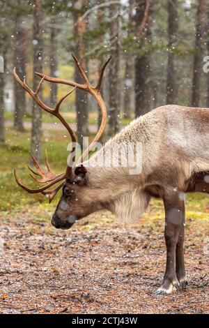 Pascolo delle renne selvatiche nella pineta di Lapponia, Finlandia settentrionale. Foto Stock