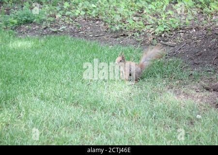 Uno scoiattolo nei giardini Lazienki di Varsavia, Polonia Foto Stock