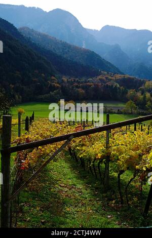 Filari di viti in vigna durante l'autunno. Stagione autunnale in Trentino, Italia. Nessuna gente. Montagne e zona di raccolta Foto Stock