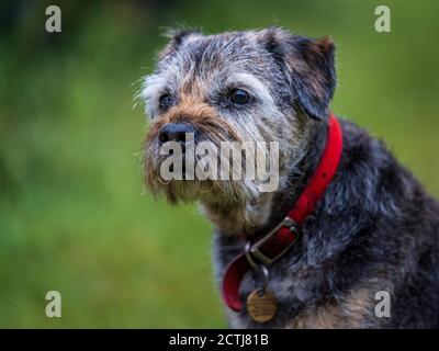 Border Terrier Dog - Grizzle & Tan Male Border Terrier. Foto Stock
