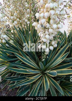 Grande Yucca gloriosa "variegata", multigetto, a stelo singolo, in fiore pieno in un giardino di Plymouth, Regno Unito Foto Stock