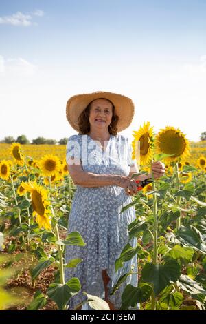 Donna anziana sorridente con cesoie potatrici in un campo di girasole. Spazio per il testo. Foto Stock