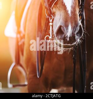Il naso di un cavallo con una striscia bianca sul muso, che indossa attrezzature equestri - briglia, staffa, sella e laccio, illuminato da bri Foto Stock