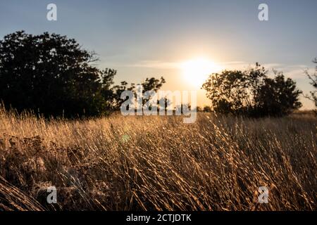 Tramonto in zona rurale sul prato selvaggio con asciutto erba che splende nei raggi del sole e nelle silhouette degli alberi scuri sopra cielo blu in colori autunnali vivaci Foto Stock