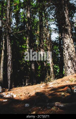 preso dal terreno, alberi con foglie, centro della foresta Foto Stock