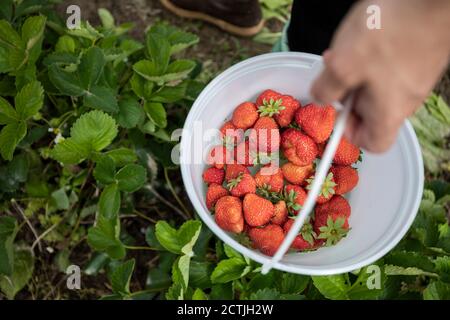 Da sopra persona anonima che trasporta il secchio con le fragole mature durante il raccolto nella fattoria locale nel villaggio di Pemberton nella Columbia Britannica, Canada Foto Stock