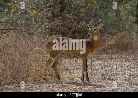 Red Lechwe nel Parco Nazionale W, Niger Foto Stock