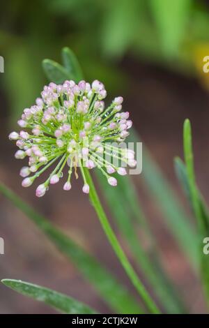 Primo piano di una singola fioritura di cipolla ornamentale, allum ‘millennio. Kansas, Stati Uniti. Foto Stock