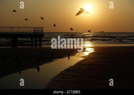 Tramonto dorato con i piccioni silhouette, Larnaca, Cipro Foto Stock