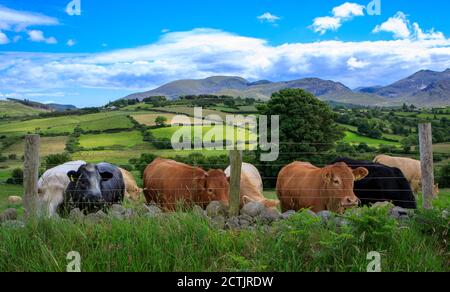 Mucche in un campo nella campagna rurale, campo verde delle montagne di Mourne in County Down, Irlanda del Nord Foto Stock