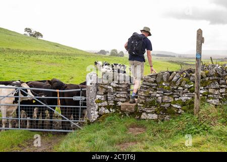 male walker sulla costa segnata per costeggiare il sentiero pubblico ponte entrando campo su uno stile circondato da un gregge di Bovini inquisitivi - Regno Unito Foto Stock