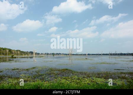 Alberi morti nel Jayatataka Baray (serbatoio) in Angkor vicino Neak Pean, Cambogia Foto Stock