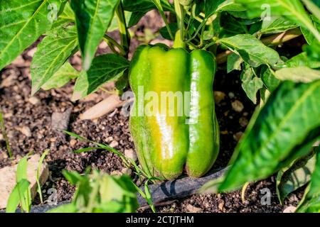 Nel giardino di casa cresce un bel peperone verde con riflessi gialli. Ideale per la dieta vegana Foto Stock