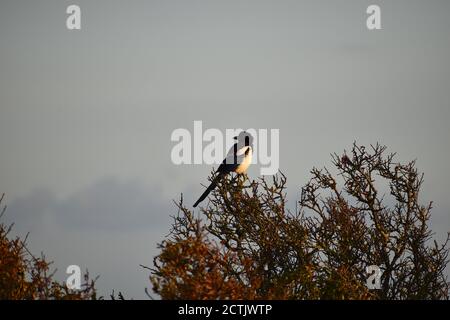 La magpie è inconfondibile uccello nero e bianco a coda lunga Il suo nido è una grande struttura twiggy di solito costruita tra dense Rami di albero è onnivore Foto Stock