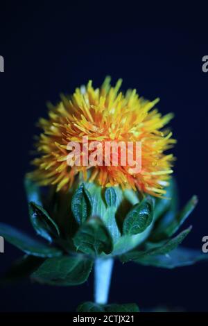 Giallo fiore macro sfondo carthamus tancorius famiglia asteraceae alta qualità stampa Foto Stock