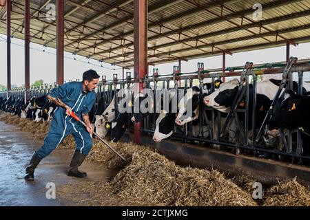 Coltivatore che alimenta foraggio a mucche in capannone Foto Stock